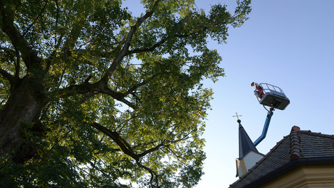 Tree Climber, Bild 8